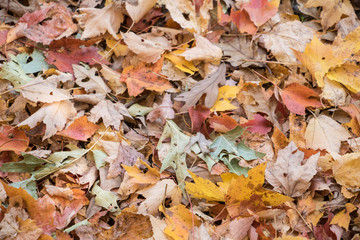 Colorful Fall Leaves