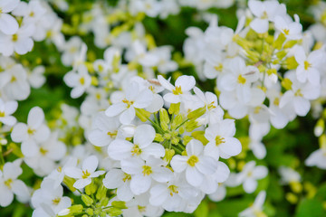 Blooming little white meadow flower in the garden