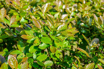 Nature in springtime with young leaves on bush branches