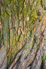 Texture of tree bark with green moss