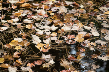 Fall Leaves and Pine Needles Floating on a Dark Puddle. 