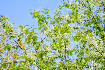 Fototapeta premium Close-up of Bird cherry tree Branches with White Flowers in Blossom on Blue Sky
