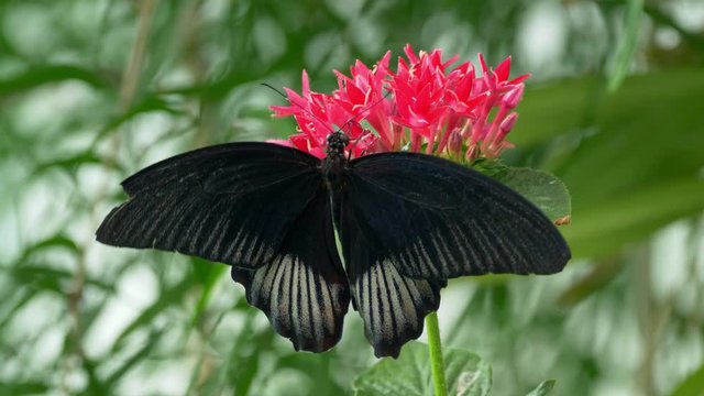 Tropical butterfly red scarlet mormon Papilio rumanzovia feeding