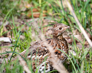 Ruffed grouse hiding in grass