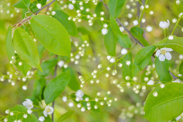 Bird cherry tree in blossom. Close-up of a Tree with white little Flowers