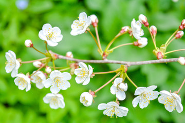 Wild apple tree branch with white flowers