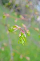 Tree branch with young blossoming leaves on blurred background in the spring