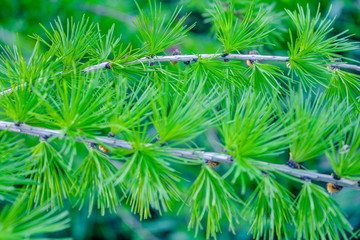 Bright green fluffy branches of larch tree Larix decidua Pendula. Closeup nature