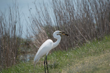 Great Egret with Eel Meal