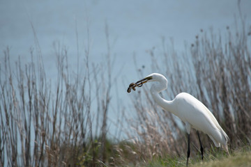 Great Egret with Eel Meal