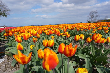 Orange tulips