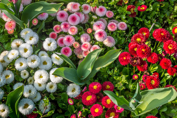 Colorful Matsumoto flowers in a beautiful garden.