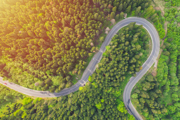 Aerial view of a forest road passing through a fir trees forest