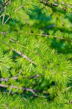 Bright green fluffy branches of larch tree Larix decidua Pendula. Closeup nature
