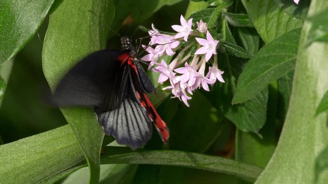 Tropical butterfly red scarlet mormon Papilio rumanzovia feeding