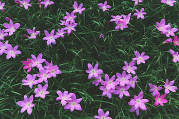 Fototapeta na wymiar Zephyranthes grandiflora pink flowers or Fairy Lily