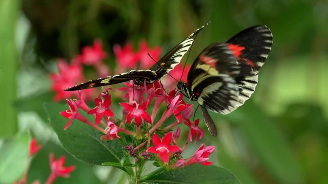Tropical butterfly longwing Heliconius