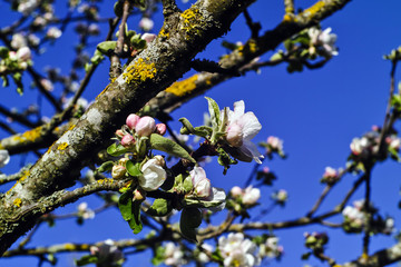 Blossoms of an apple tree (Malus domestica) in spring, Bavaria, Germany