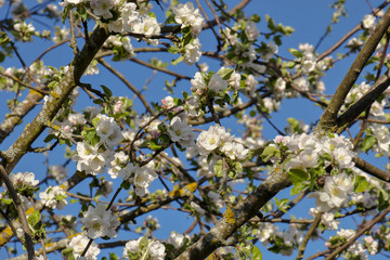 Blossoms of an apple tree (Malus domestica) in spring, Bavaria, Germany
