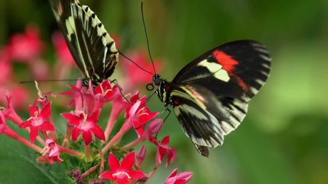 Tropical butterfly longwing Heliconius