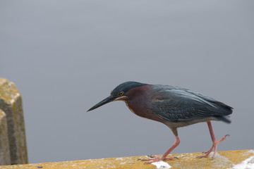 Green Heron
