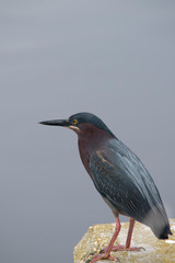 Green Heron