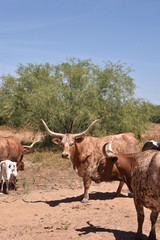 Arizona longhorn cattle.