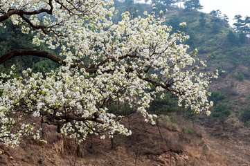 Pear trees bloom in spring