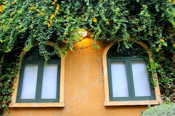 Fototapeta na wymiar ฺBrown wall and green wood windows with green ivy.