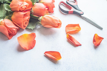 Orange roses with scissors soft focus on marble background