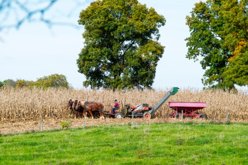 Amish Farmer Picking Corn with Team of Horses