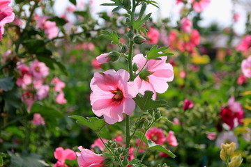 Pink hollyhock or Alcea rosea flowers in the garden.