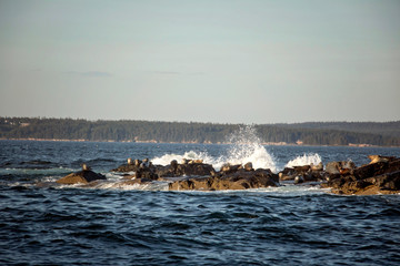 Seals off the Coast of Bar Harbor Maine Seals sunning themselves on a rock with crashing waves. 