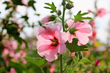 Pink hollyhock or Alcea rosea flowers in the garden.
