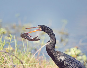 Anhinga bird with a large fish