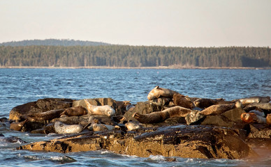 Seals off the Coast of Bar Harbor Maine Seals sunning themselves on a rock with crashing waves. 