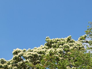 ヒトツバタゴの花