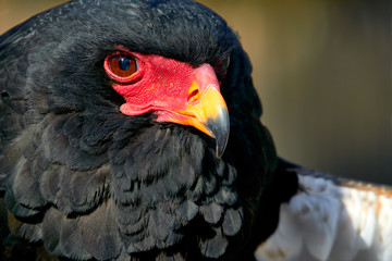 Bateleur