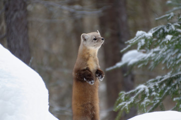American Pine Marten