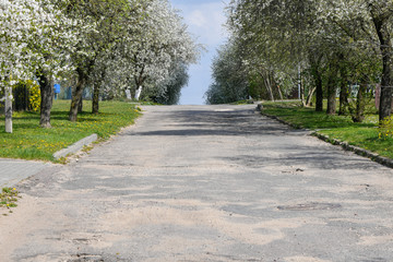 Almond trees blooming in orchard against blue, Spring sky. The trees are blooming