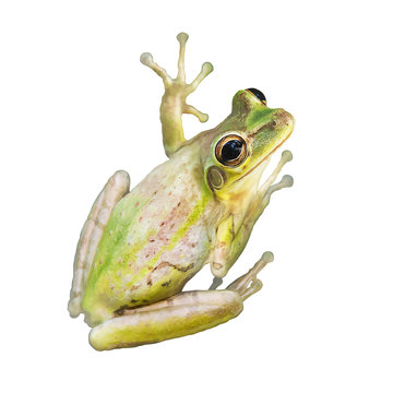 Tree Frog Watercolor On White Background