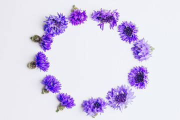 Spring flowers. Blue cornflower