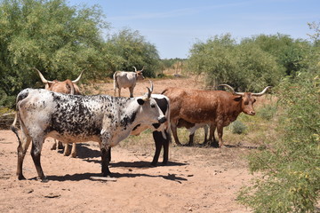 Arizona longhorn cattle.