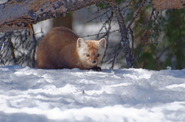 American Pine Marten