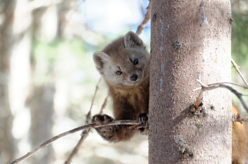 American Pine Marten