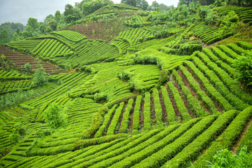 Fototapeta premium Tea fields on the hillside in rainy days, taken in Hanxi Township, Shaanxi Province