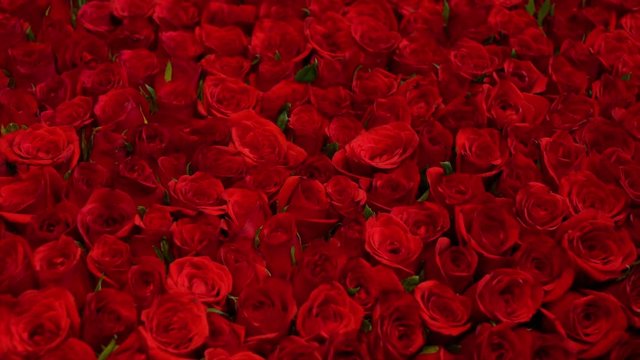 A steady, extreme close up shot of a Backgrounds full of red roses.