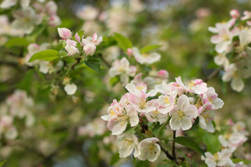 blooming apple blossom