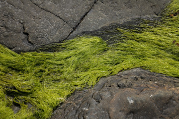 Large Rocks with Striations and Grooves with Plant Life on the Shore Path Bar Harbor Maine Unique rocks with interesting and intricate textures. - Image 