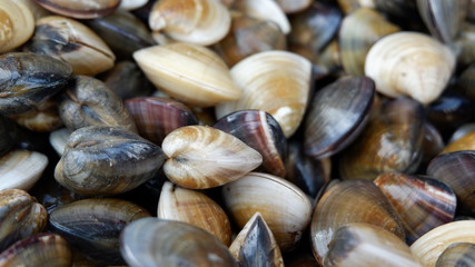 clam